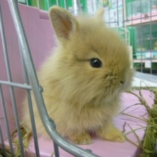 ライオンラビット　フォーン