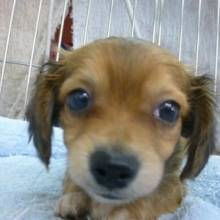 チワックス　チワワ×ダックス