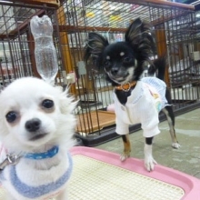 お出迎えわんちゃん