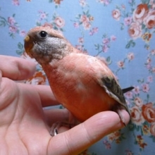 手乗りローズアキクサインコ