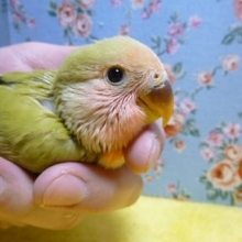 手乗りコザクラインコ　シナモン