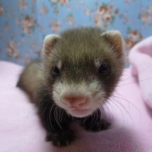 パスバレーフェレット　セーブル