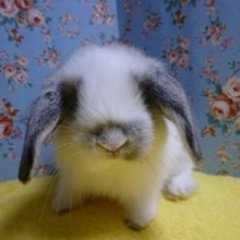 ロップイヤーラビット　ブルーブロークン