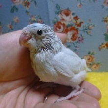 手乗りマメルリハ　アメリカンホワイトの女の子