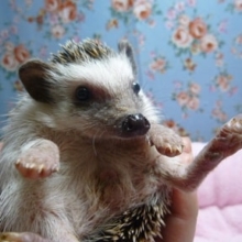 ハリネズミ　ノーマル　女の子