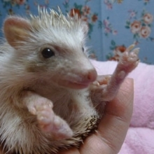 ハリネズミ　シナモン　女の子