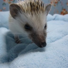 ハリネズミパイドの男の子