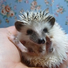 ハリネズミ　パイド　男の子