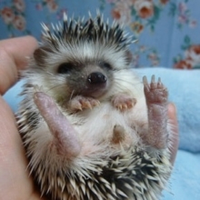 ハリネズミ　ノーマル　男の子