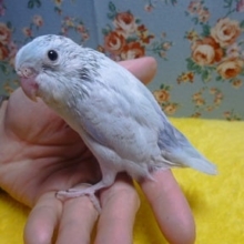 手乗りマメルリハ　アメリカンホワイトの男の子