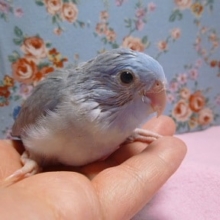 手乗りマメルリハ　コバルトパイド