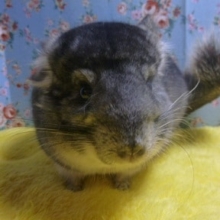 チンチラ　ノーマルの男の子