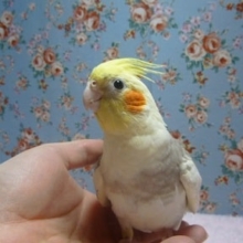 オカメインコ・シナモンパイド