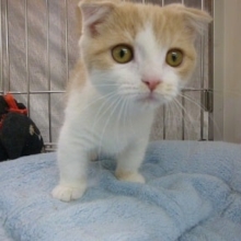 スコティッシュフォールド