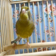 ﾛｰﾗｰカナリア　メス