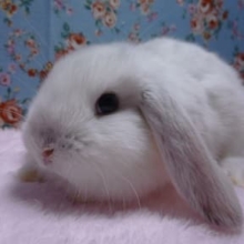 ロップイヤーラビット　フロスティ