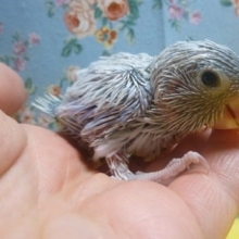 マメルリハ　ヒナ　アメリカンホワイト　男の子