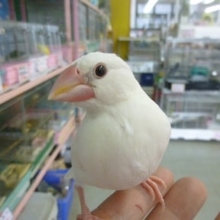 ブンチョウ・アルビノ