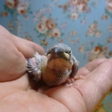 シルバー文鳥ヒナ