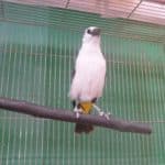 シロガシラウシハタオリ