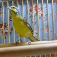 セイオウチョウ（青黄鳥）