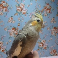オカメインコ・ノーマル