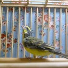 セイオウチョウ（青黄鳥）