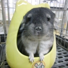 チンチラ　グレー　男の子