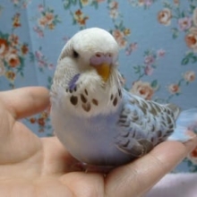 ジャンボセキセイインコ 2018年2月７日入舎