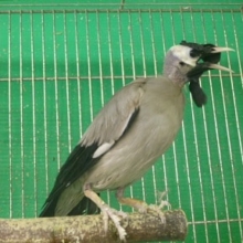 トサカムクドリ