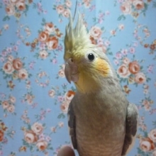 手乗りオカメインコ　ノーマル