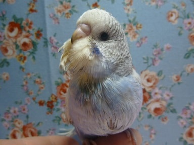 ジャンボセキセイインコ