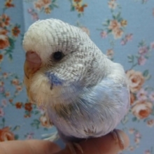 手乗りジャンボセキセイインコ