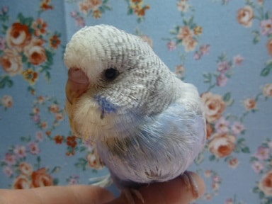 手乗りジャンボセキセイインコ