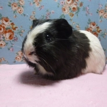 モルモット　シェルティの男の子