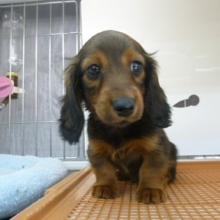 ミニチュアダックスフンドの男の子