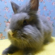 ライオンラビット　ブルー　男の子