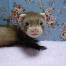 パスバレーフェレット　セーブル