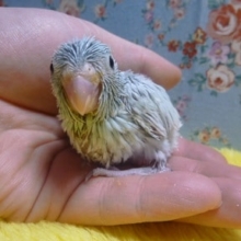 マメルリハ　アメリカンホワイト　女の子