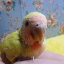 コザクラインコ　ゴールデンチェリー　ヒナ