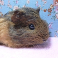 モルモット　シェルティの女の子