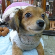 チワックス　お出迎えデビュー