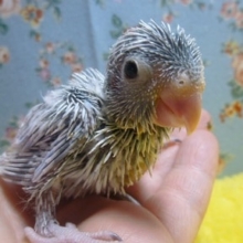 マメルリハ　アメリカンホワイト　男の子