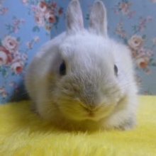 ドワーフラビット（ネザーランドドワーフ）