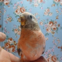 手乗りローズアキクサインコ