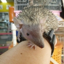 ヒメハリテンレック来ました！