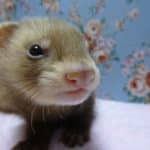 パスバレーフェレット　バタースコッチ