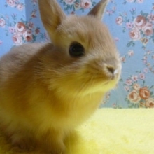 ドワーフラビット（ネザーランドドワーフ）オレンジ