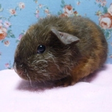 モルモット　テディの女の子