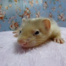 パスバレーフェレット　シルバーミット